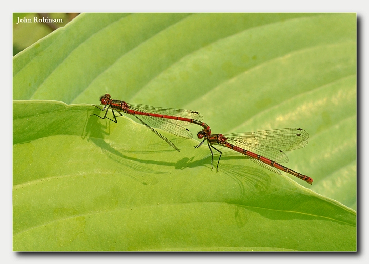 Large Reds