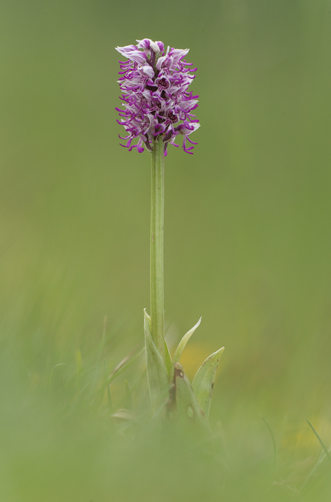 Monkey Orchid
