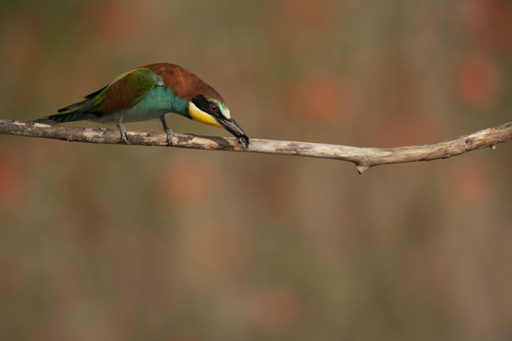 Sting Remover Bee Eater