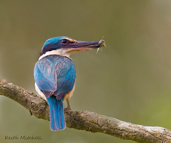 Sacred Kingfisher.