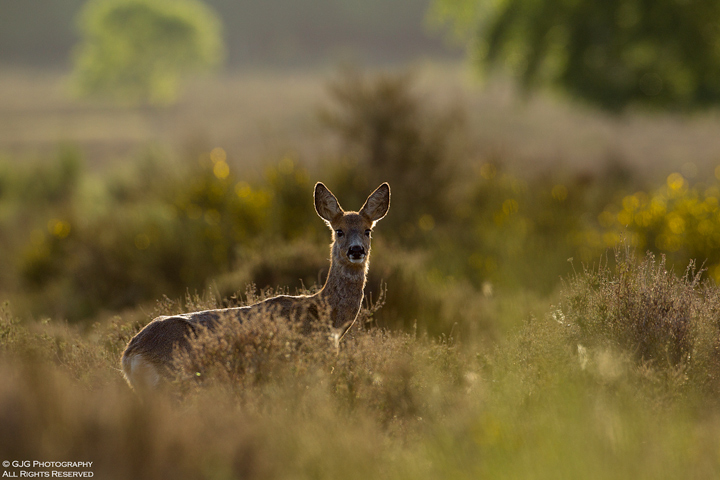 Roe Deer