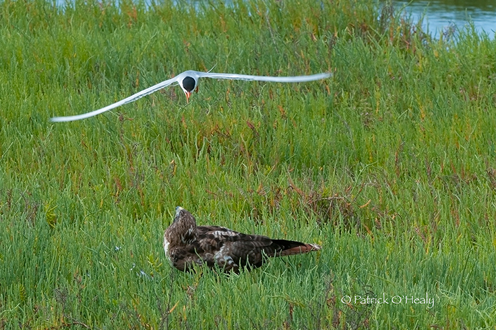 Red Tail Hawk Challenge