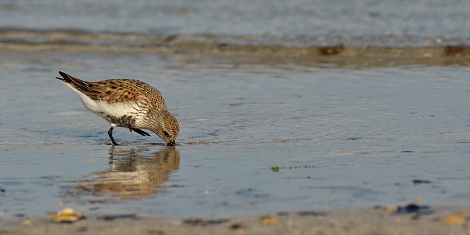 Dunlin
