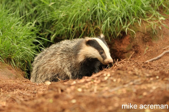 badger