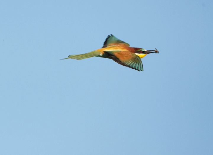 Bee eater in flight