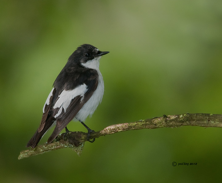 A Male Pied Flycatcher.