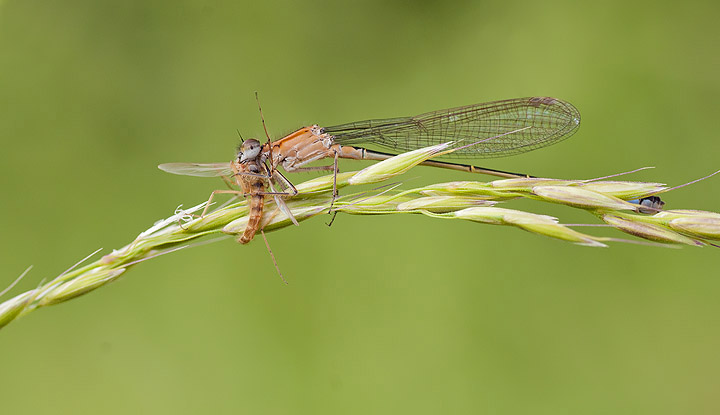 Damselfly