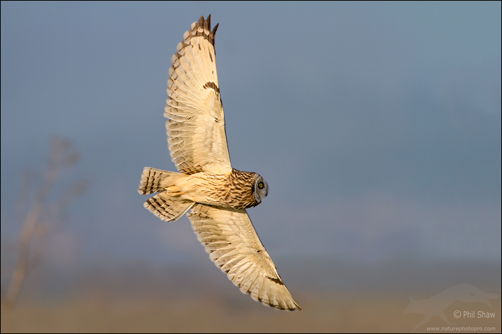 Short-eared Owl