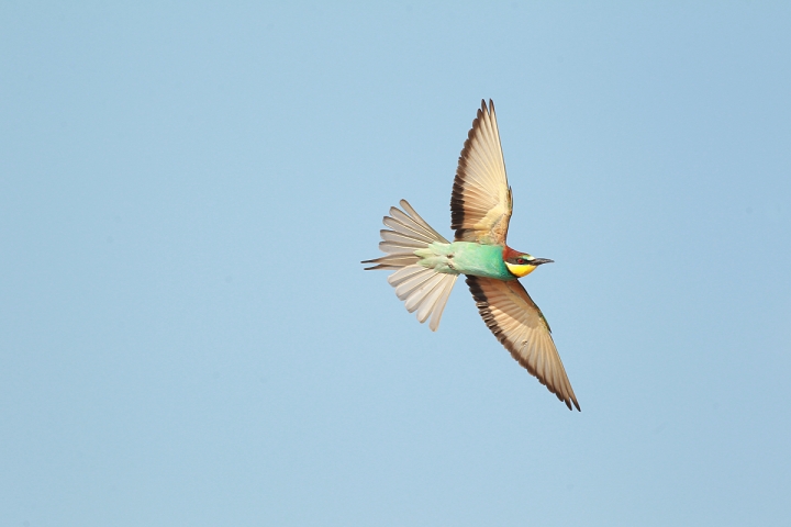 Breeding Bee Eater Flight 