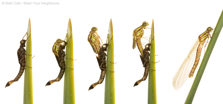 Damselfly Emergence (Composite)
