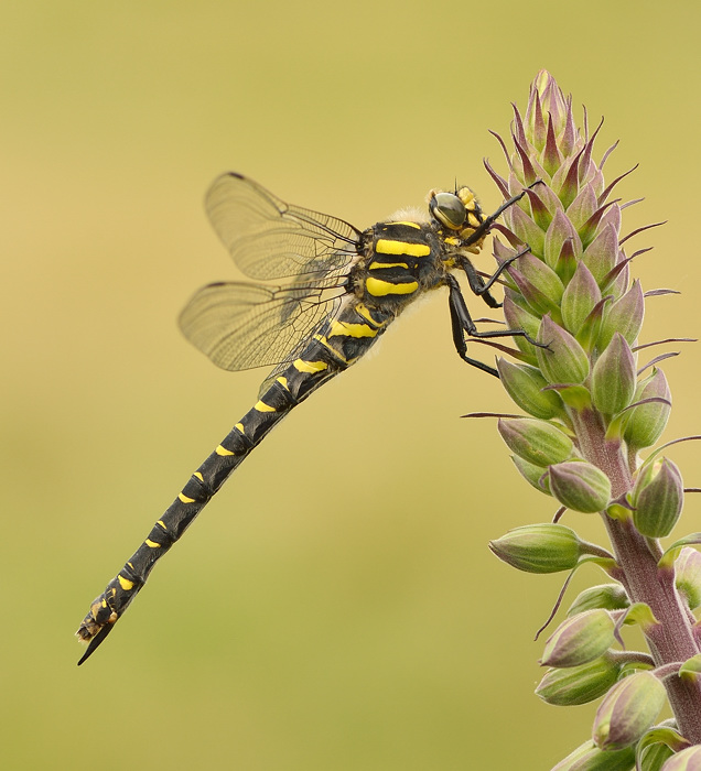 Dragon on foxglove