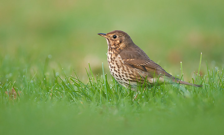Song Thrush