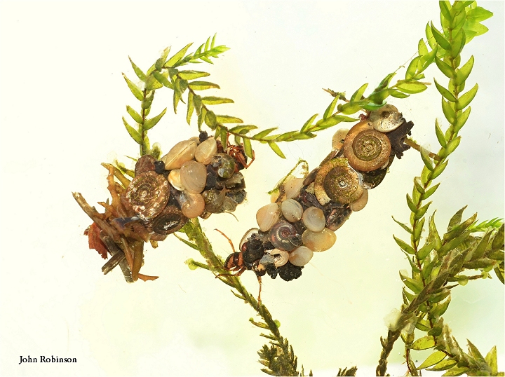 Caddis Larvae