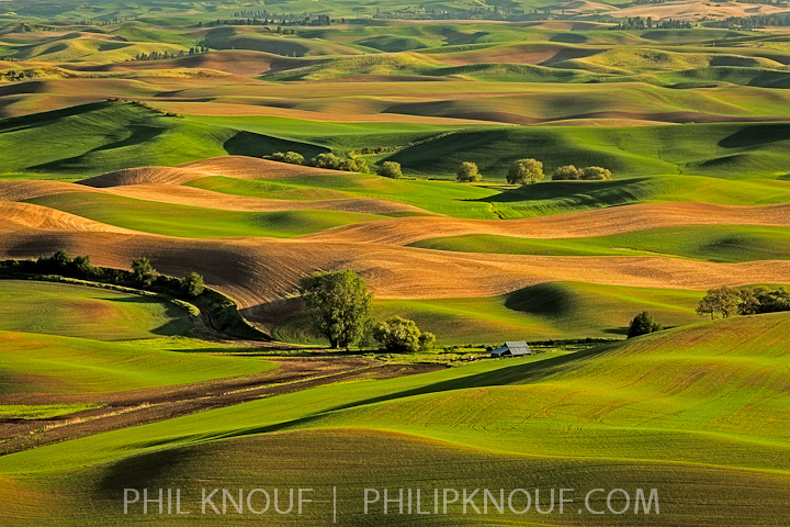 Palouse Glow