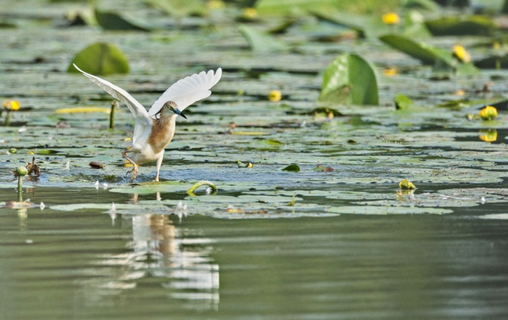 A rare encounter Squacco Heron (Ardcola ralloides)