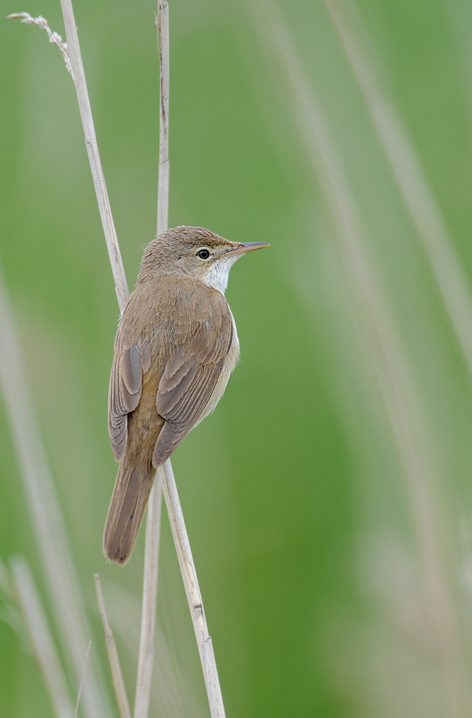 Reed Warbler