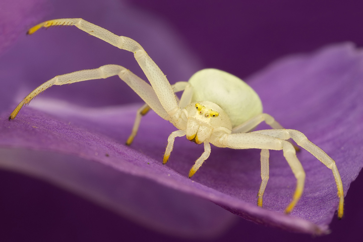 Crab Spider