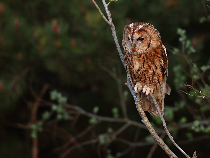 Tawny Owl
