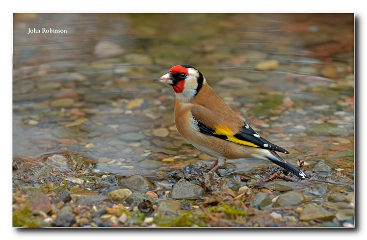 Goldfinch