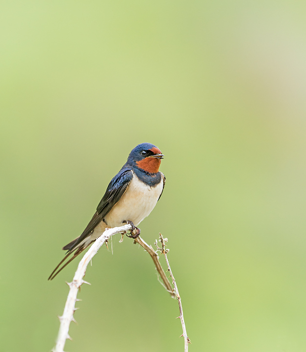 Swallow