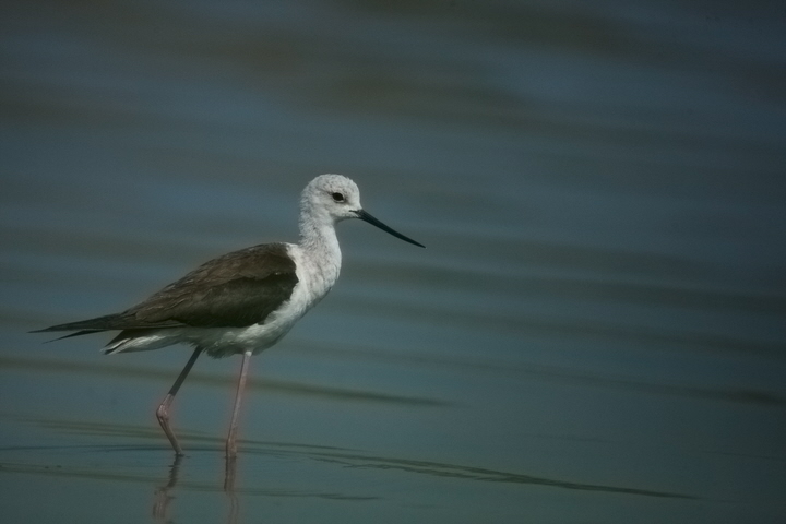 Black-Winged Stilt (Himantopus himantopus)