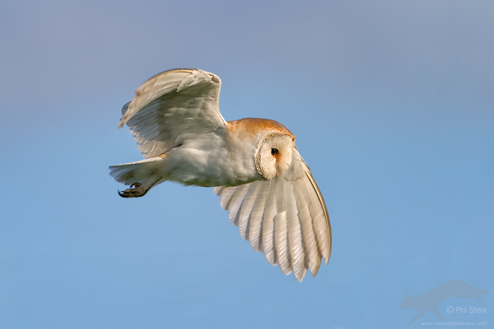 Barn Owl