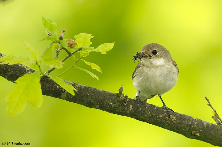 Pied Fly-catcher