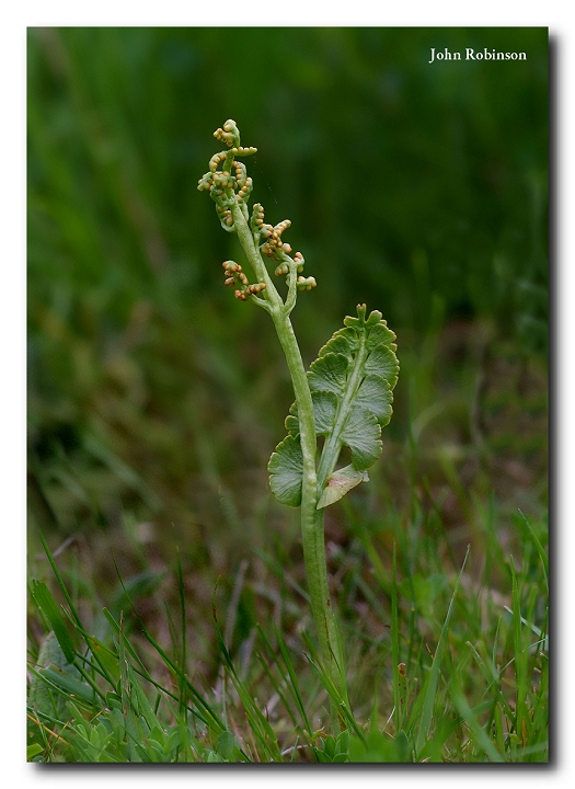 Moonwort