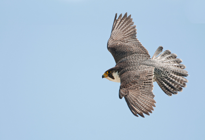 Peregrine falcon