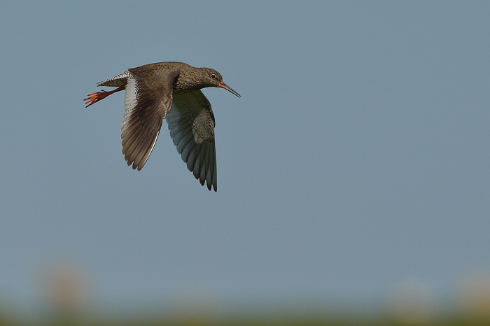 Redshank