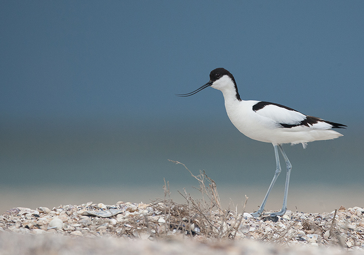 Avocet (Recurvirostra avosetta)