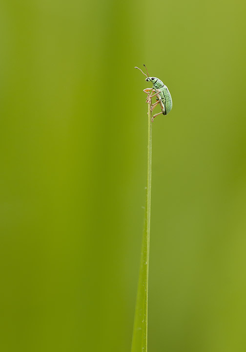 Weevil