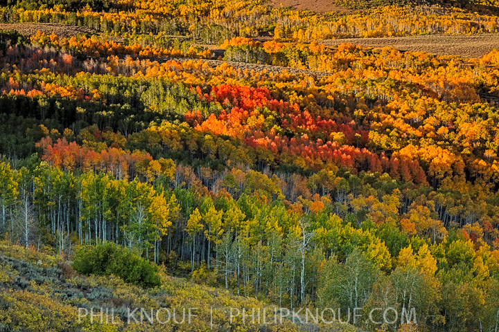 Sunrise Fish Creek Aspen