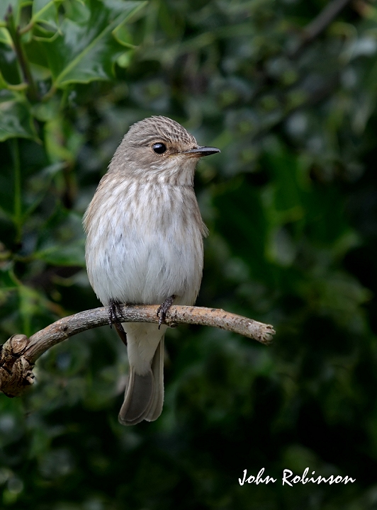Spotted Flycatcher