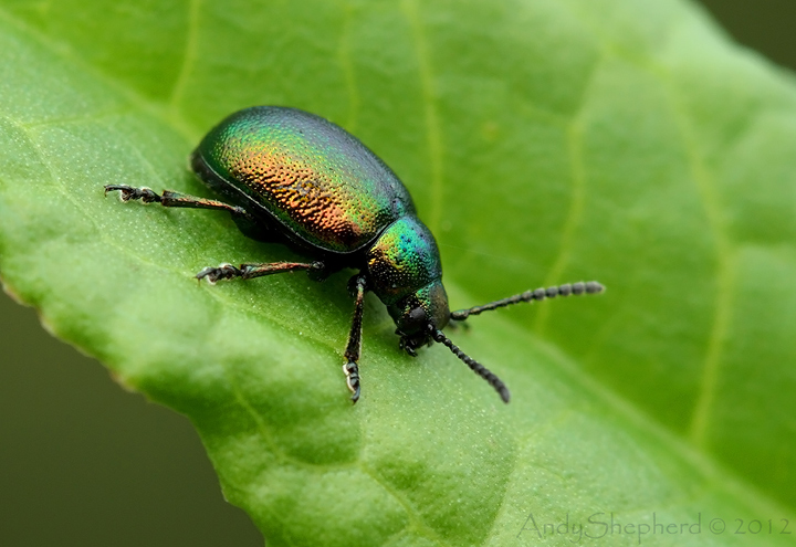 Green Dock Leaf Beetle