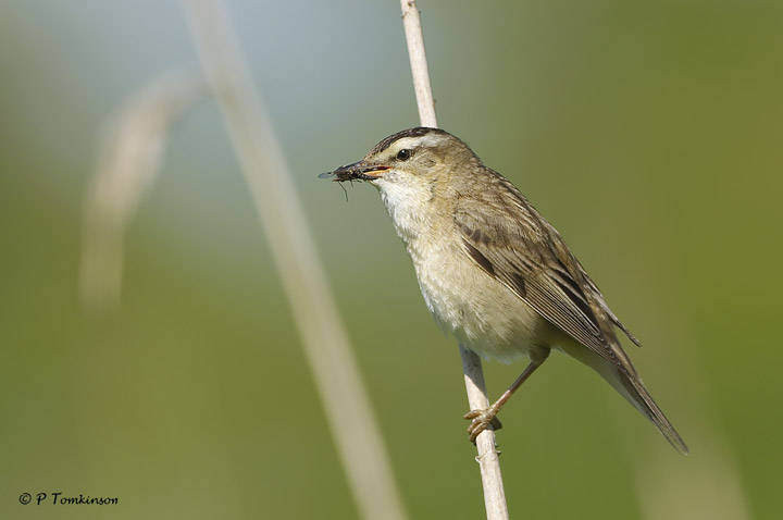 Sedge Warbler