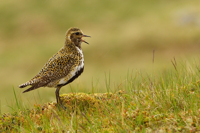 Golden plover