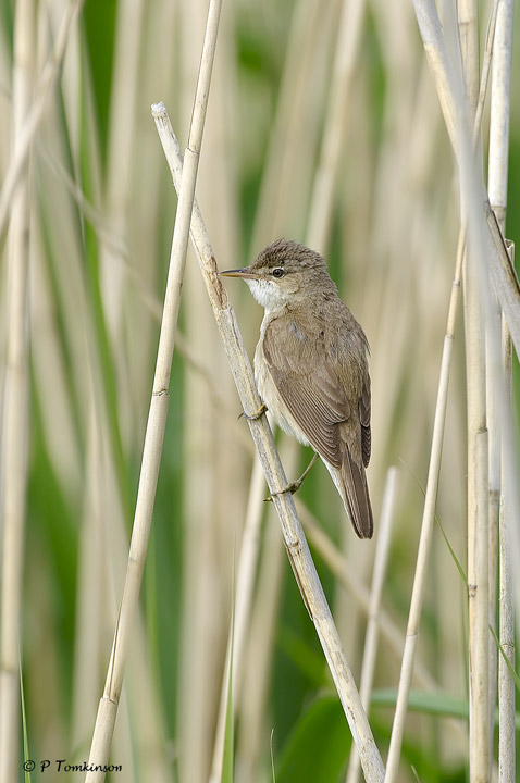 Reed warbler