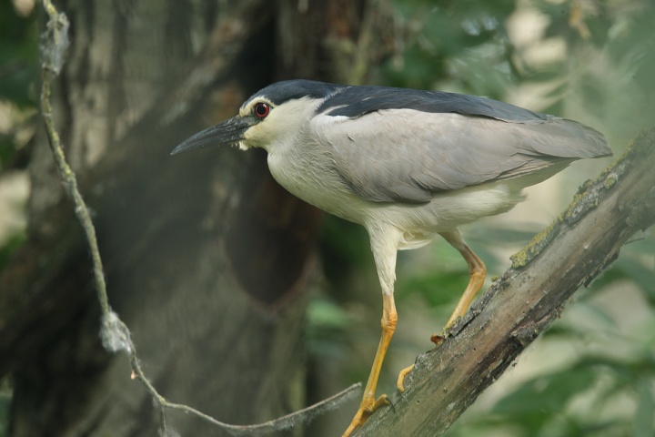 Night Heron