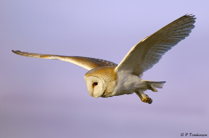 Barn Owl