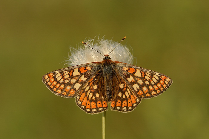 Marsh Frit