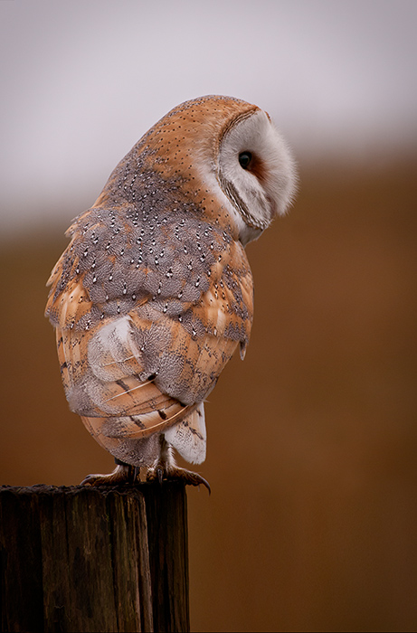 Big in frame Barn Owl
