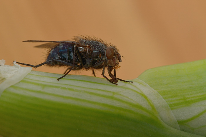 Bluebottle (Calliphora vomitoria)