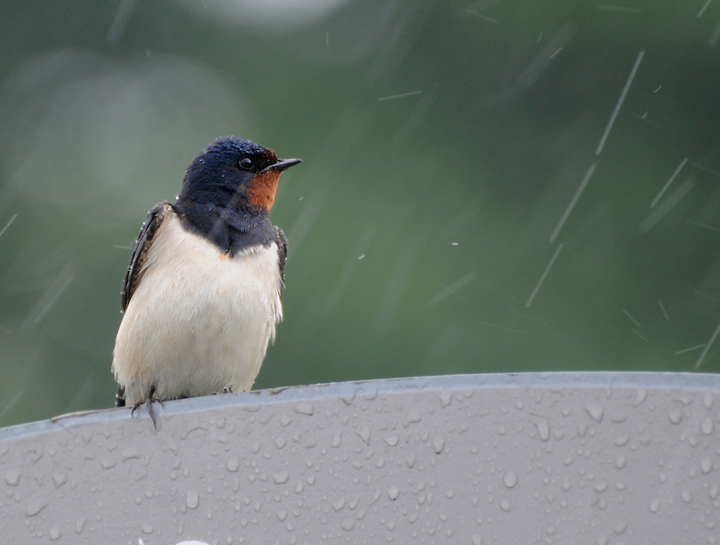 One swallow...