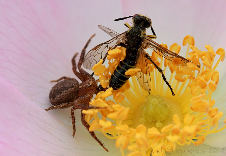 Crab Spider