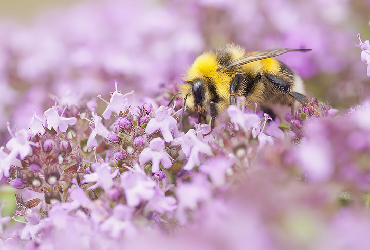 White-tailed Bumblebee