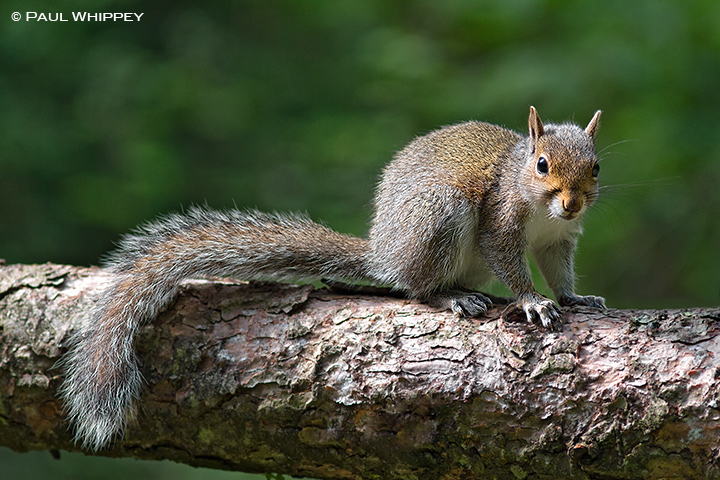 Juvenile Grey Squirrel