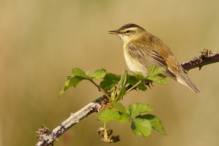 Singing Sedge Warbler