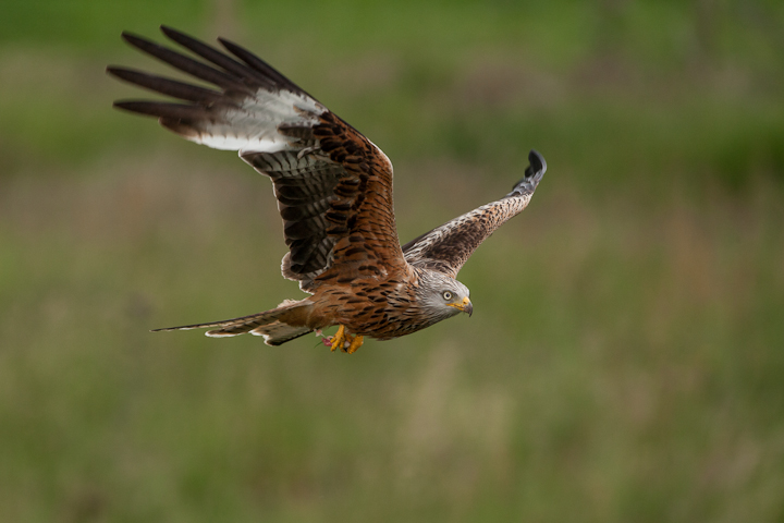 A Welsh Red.....