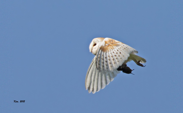 Barn Owl.